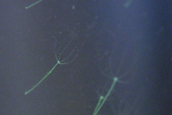 Кракен как проверить зеркало