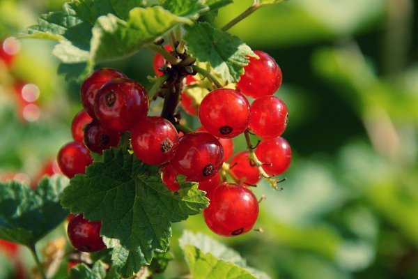 Кракен даркнет store