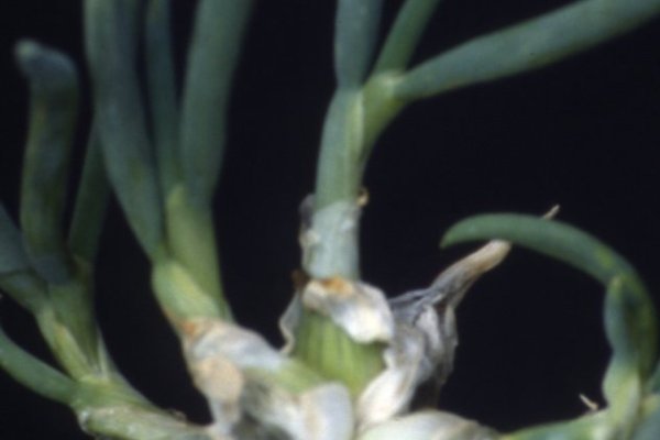 Кракен почему пользователь не найден