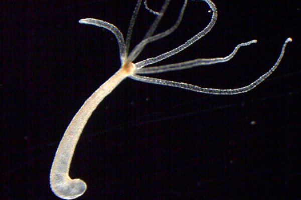 Кракен маркет kr2web in