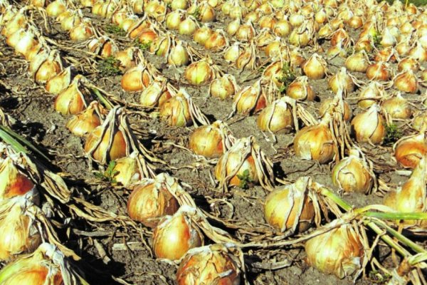 Kra48.cc Вход на сайт главная страница