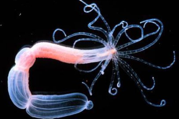 Можно ли восстановить аккаунт в кракен даркнет