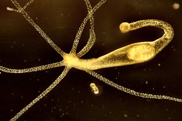 Гидра и кракен