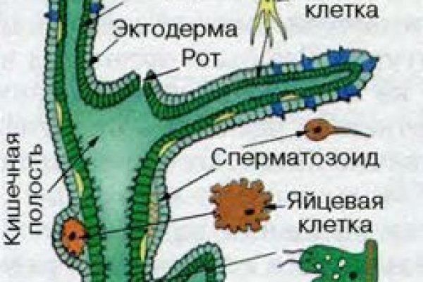 Кракен новый маркетплейс