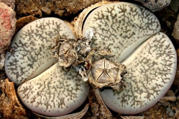 Кракен картель